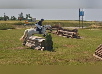 Connemara, Wallach, 12 Jahre, 158 cm, Schimmel