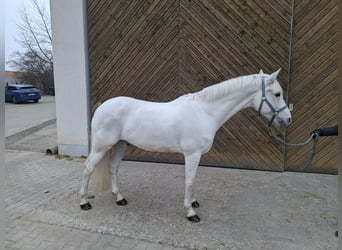 Connemara, Wallach, 12 Jahre, 158 cm, Schimmel