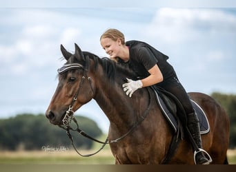 Connemara Mix, Wallach, 12 Jahre, 165 cm, Brauner