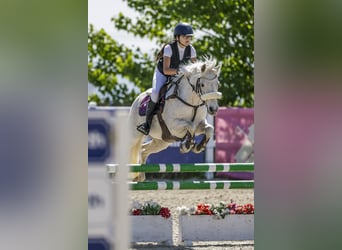 Connemara, Wallach, 13 Jahre, 136 cm, Schimmel