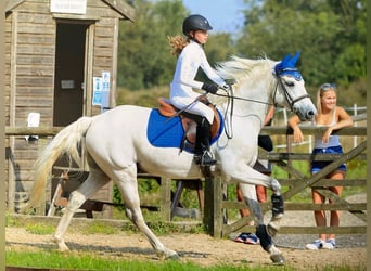 Connemara Mix, Wallach, 13 Jahre, 144 cm, Schimmel