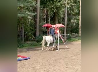 Connemara, Wallach, 13 Jahre, 145 cm, Schimmel