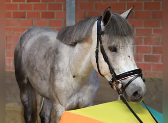 Connemara, Wallach, 13 Jahre, 146 cm, Blauschimmel