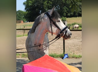 Connemara, Wallach, 13 Jahre, 146 cm, Blauschimmel