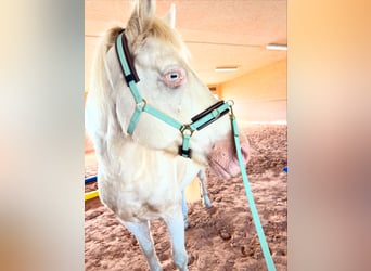 Connemara Mix, Wallach, 13 Jahre, 148 cm, Cremello