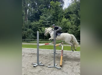 Connemara, Wallach, 13 Jahre, 148 cm, Fliegenschimmel