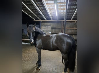 Connemara, Wallach, 13 Jahre, 148 cm, Rappe