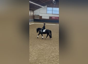 Connemara, Wallach, 13 Jahre, 148 cm, Rappe