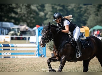 Connemara, Wallach, 13 Jahre, 148 cm, Rappe