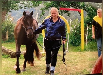 Connemara Mix, Wallach, 13 Jahre, 148 cm, Rappe