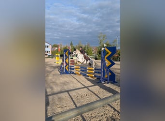 Connemara, Wallach, 13 Jahre, 148 cm, Schimmel