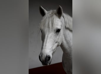 Connemara, Wallach, 13 Jahre, 148 cm, Schimmel