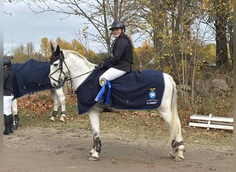 Connemara, Wallach, 13 Jahre, 148 cm