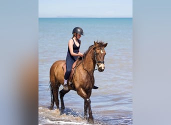 Connemara, Wallach, 13 Jahre, 149 cm, Buckskin
