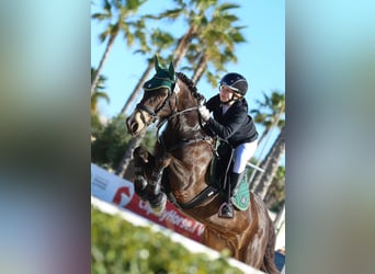 Connemara, Wallach, 13 Jahre, 149 cm, Buckskin