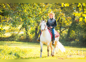 Connemara, Wallach, 13 Jahre, 152 cm, Schimmel