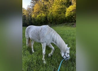 Connemara, Wallach, 13 Jahre, 154 cm