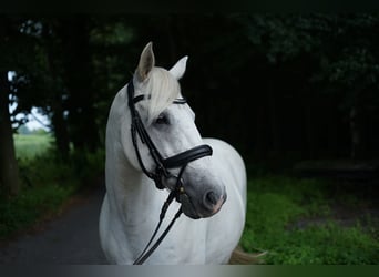 Connemara Mix, Wallach, 13 Jahre, 154 cm, Schimmel