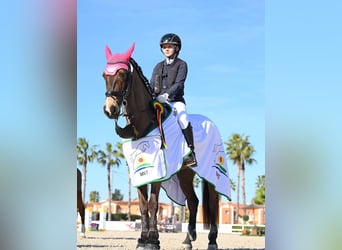 Connemara, Wallach, 13 Jahre, 156 cm, Falbe
