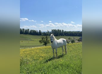Connemara, Wallach, 13 Jahre, 156 cm, Schimmel