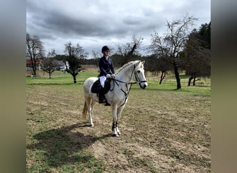 Connemara, Wallach, 13 Jahre, 156 cm, Schimmel