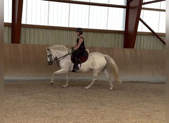 Connemara, Wallach, 13 Jahre, 156 cm, Schimmel