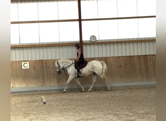 Connemara, Wallach, 13 Jahre, 156 cm, Schimmel
