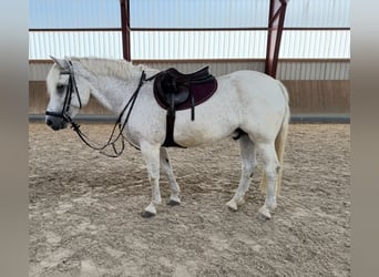 Connemara, Wallach, 13 Jahre, 156 cm, Schimmel