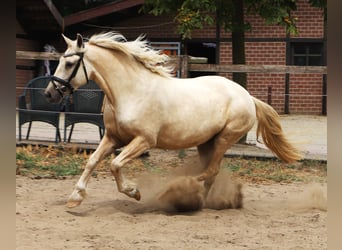 Connemara Mix, Wallach, 13 Jahre, Palomino
