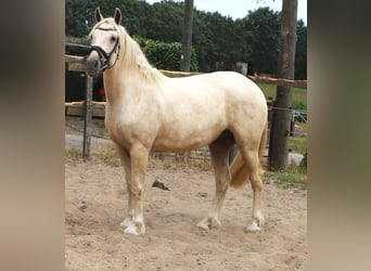 Connemara Mix, Wallach, 13 Jahre, Palomino