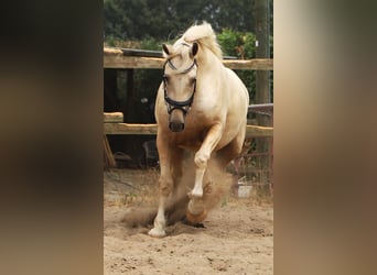 Connemara Mix, Wallach, 13 Jahre, Palomino