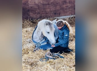 Connemara, Wallach, 14 Jahre, 143 cm, Apfelschimmel