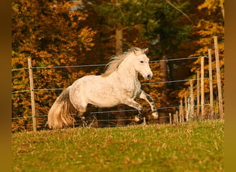 Connemara, Wallach, 14 Jahre, 145 cm, Schimmel