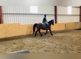 Connemara, Wallach, 14 Jahre, 148 cm, Brauner