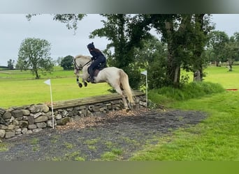 Connemara, Wallach, 14 Jahre, 148 cm, Cremello
