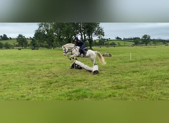 Connemara, Wallach, 14 Jahre, 148 cm, Cremello