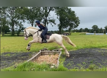 Connemara, Wallach, 14 Jahre, 148 cm, Cremello