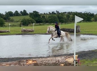 Connemara, Wallach, 14 Jahre, 148 cm, Cremello