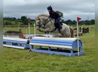Connemara, Wallach, 14 Jahre, 148 cm, Cremello