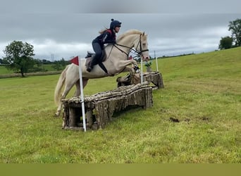 Connemara, Wallach, 14 Jahre, 148 cm, Cremello