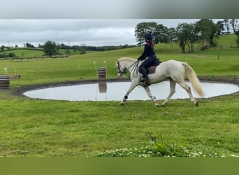 Connemara, Wallach, 14 Jahre, 148 cm, Cremello