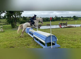 Connemara, Wallach, 14 Jahre, 148 cm, Cremello