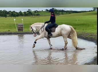 Connemara, Wallach, 14 Jahre, 148 cm, Cremello