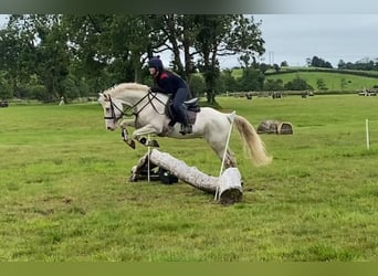 Connemara, Wallach, 14 Jahre, 148 cm, Cremello