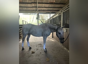 Connemara, Wallach, 14 Jahre, 148 cm, Fliegenschimmel