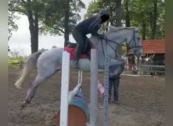 Connemara, Wallach, 14 Jahre, 148 cm, Fliegenschimmel