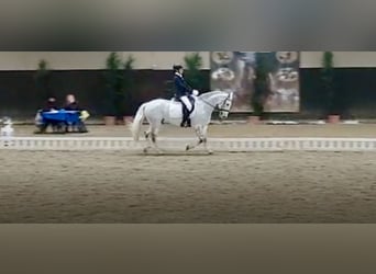 Connemara, Wallach, 14 Jahre, 148 cm, Schimmel
