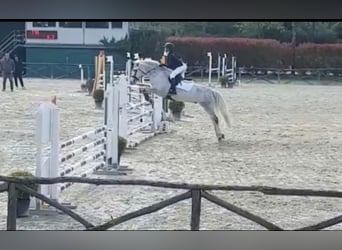 Connemara, Wallach, 14 Jahre, 148 cm, Schimmel