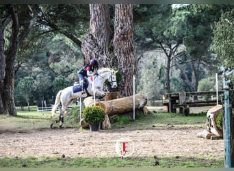 Connemara, Wallach, 14 Jahre, 148 cm, Schimmel