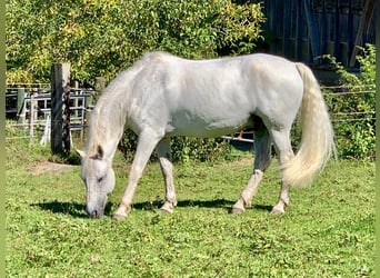 Connemara, Wallach, 14 Jahre, 148 cm, Schimmel